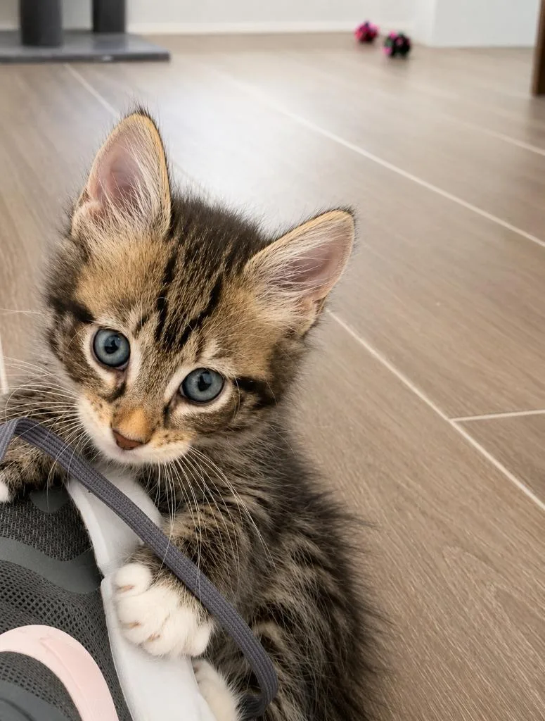 A baby small-sized male Domestic Short Hair cat named Shrek for adoption in Sebastian, FL