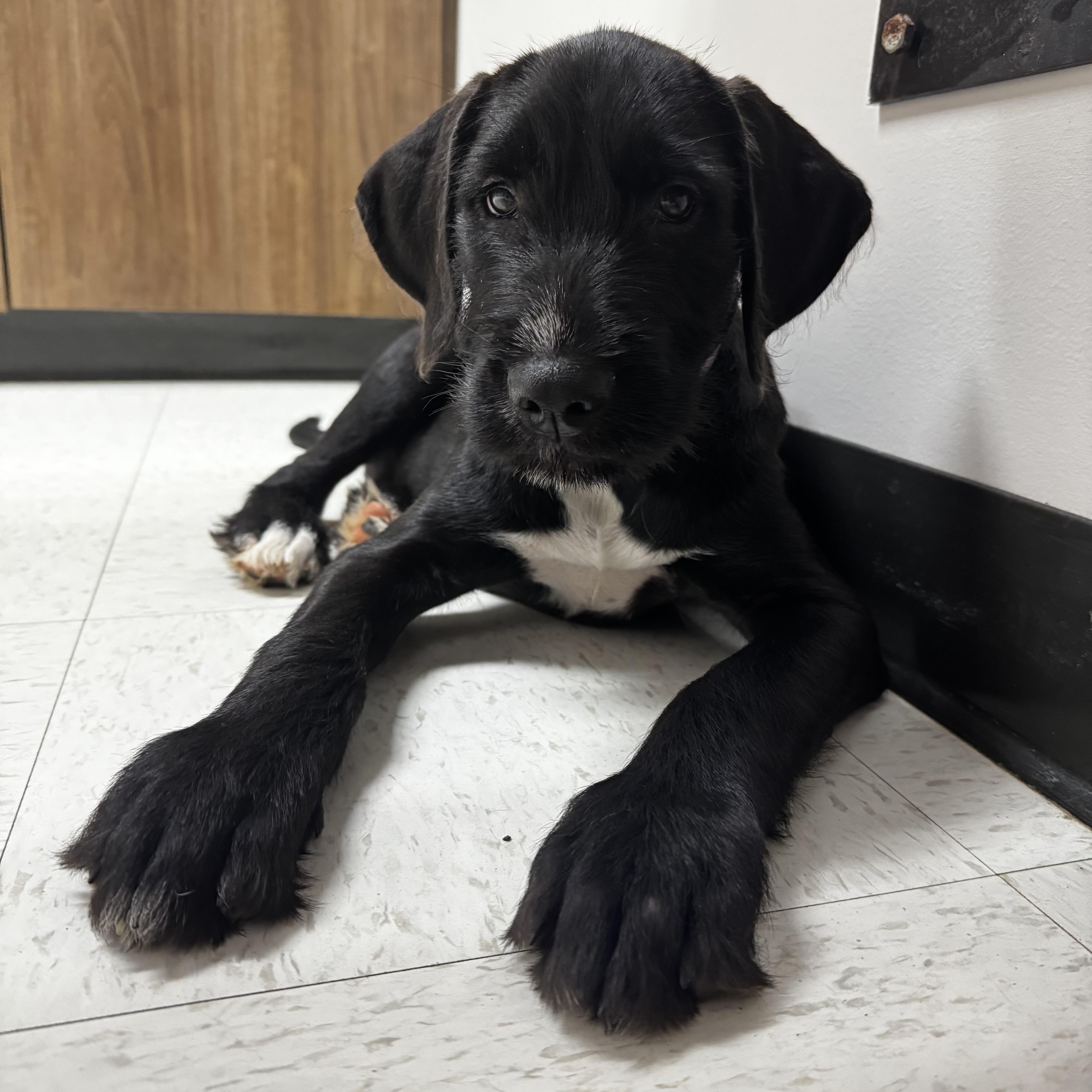 A baby large-sized female Black Airedale Terrier dog named Alexis for adoption in Rock Hill, SC