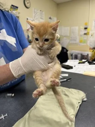 A baby small-sized male Domestic Short Hair cat named Cinnamon Roll for adoption in Clarks Summit, PA