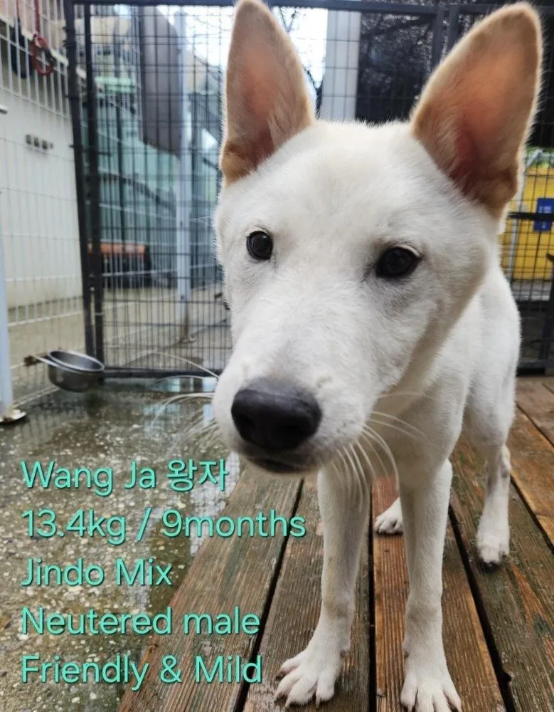 A baby medium-sized male Jindo dog named Wang Ja for adoption in Long Island City, NY
