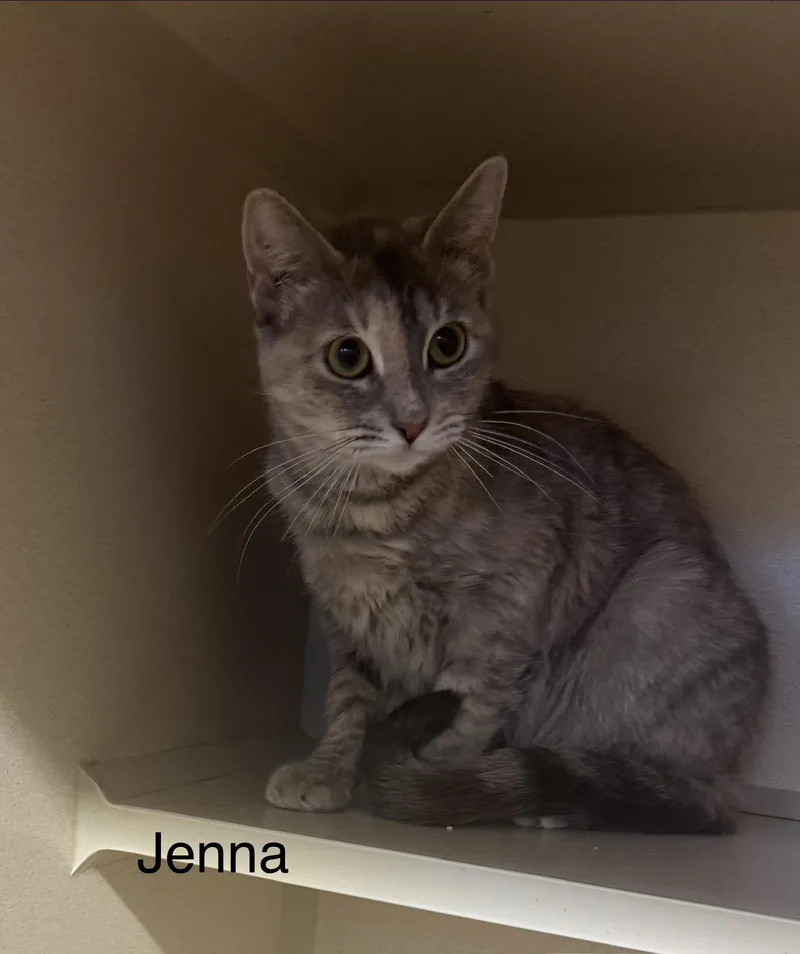 A baby medium-sized female Calico cat named Jenna for adoption in Ulster, PA