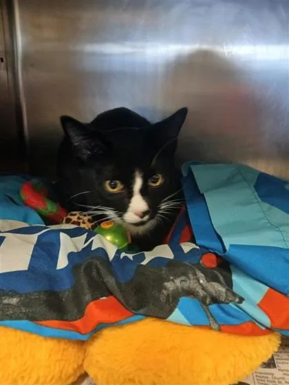 An adult small-sized male Domestic Short Hair cat named Nile for adoption in Largo, FL