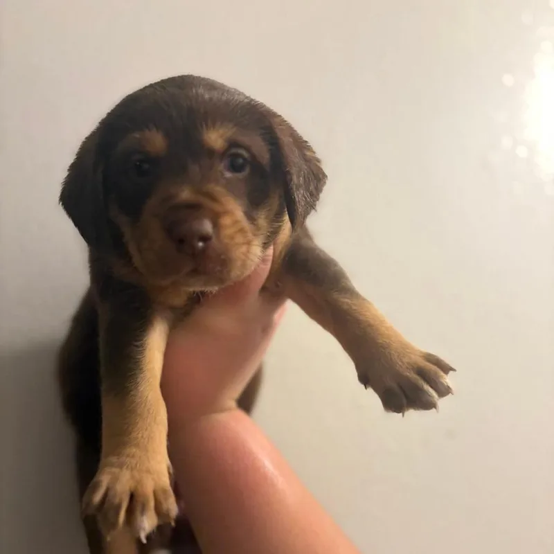 A baby small-sized female Brown / Chocolate Mixed Breed dog named Jessie for adoption in Troy, IL