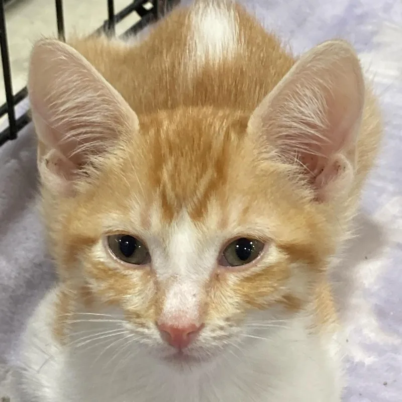 A baby small-sized female Orange / Red Domestic Short Hair cat named Sienna for adoption in Springfield, IL