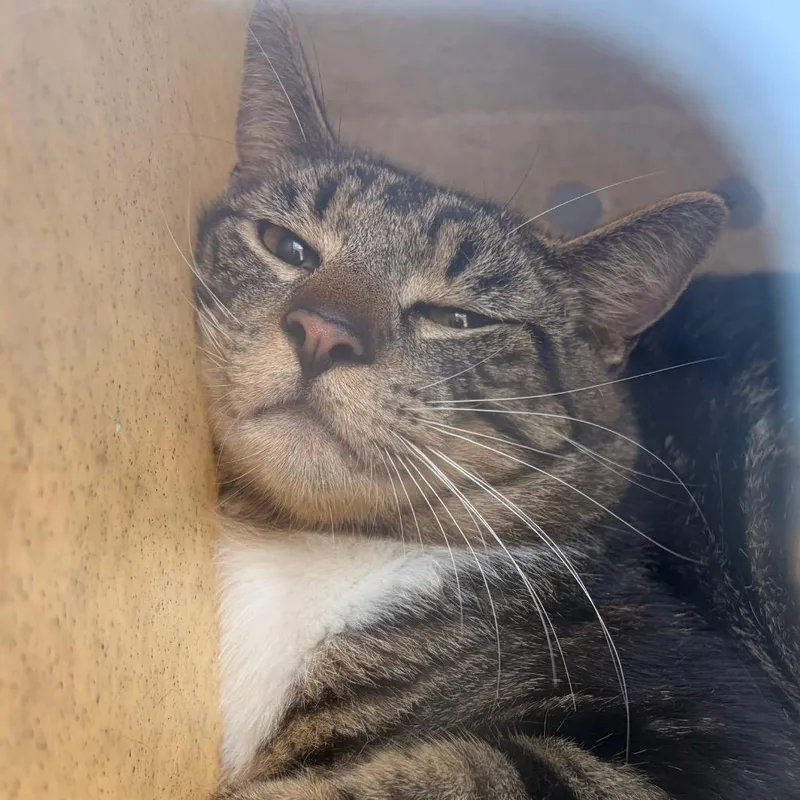 An adult large-sized male Brown / Chocolate Domestic Short Hair cat named Ceilie for adoption in Philadelphia, PA