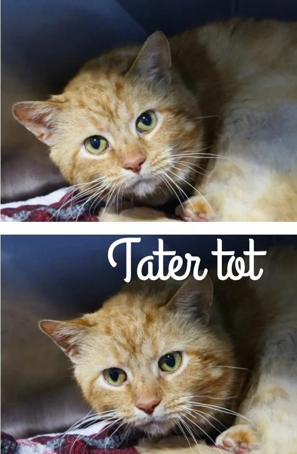 Tater Tot Shop Cat