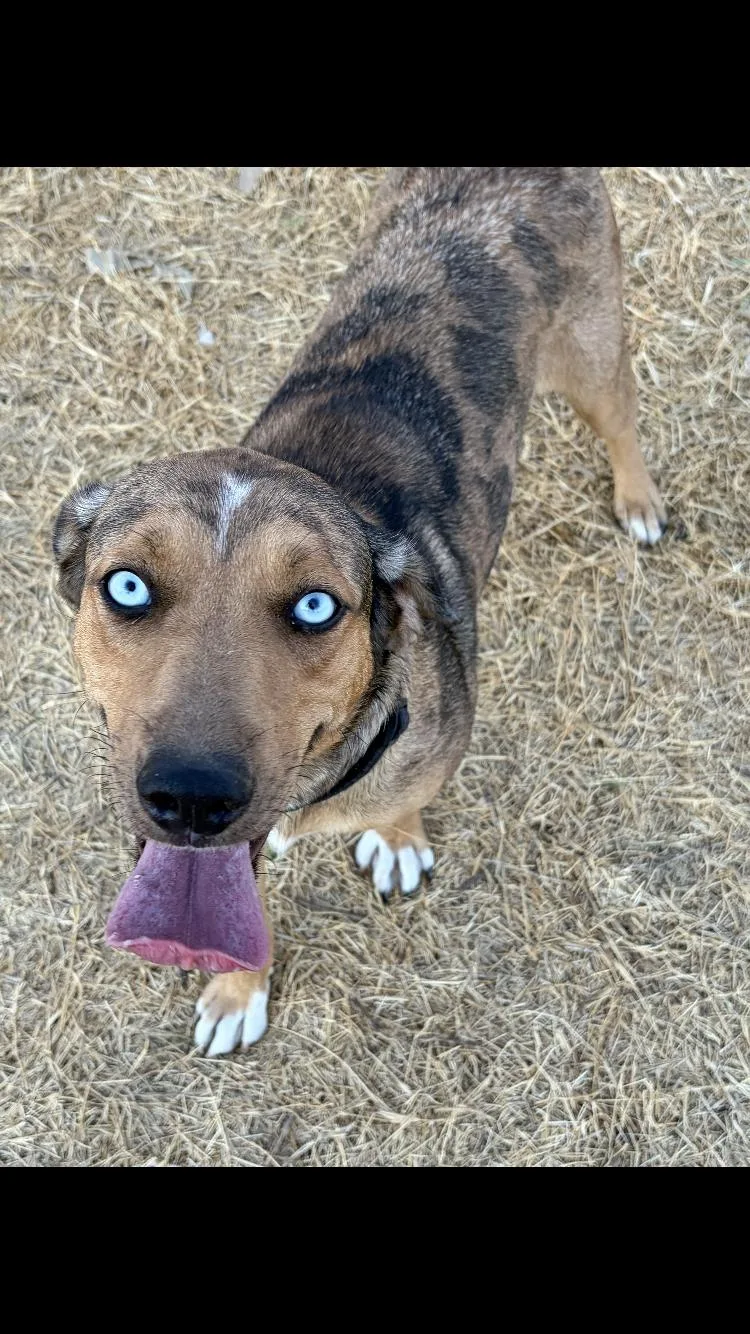 An adult medium-sized female Shepherd dog named Lucy for adoption in Paradise, TX