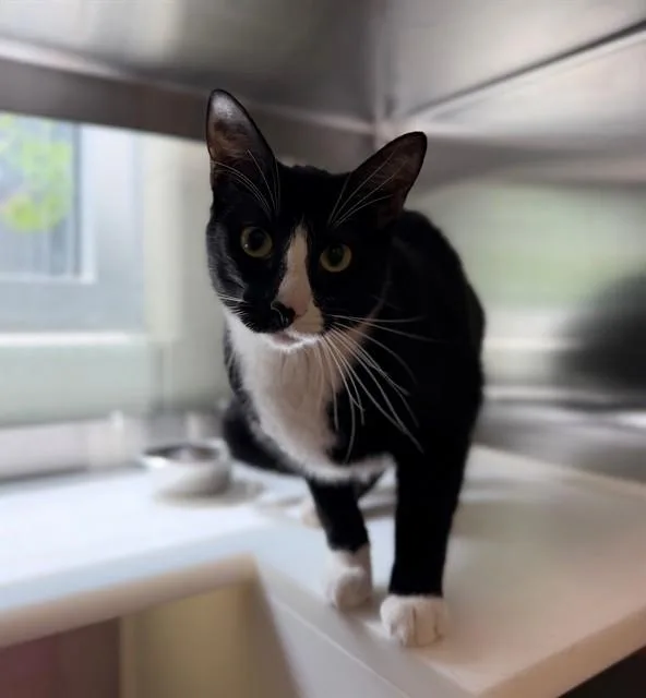 A young medium-sized male Domestic Short Hair cat named Groot for adoption in Brighton, CO