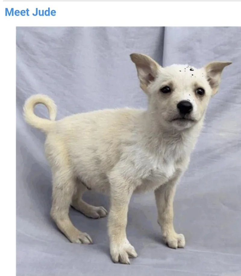A baby medium-sized male Yellow Labrador Retriever dog named Jude for adoption in Salt Lake City, UT