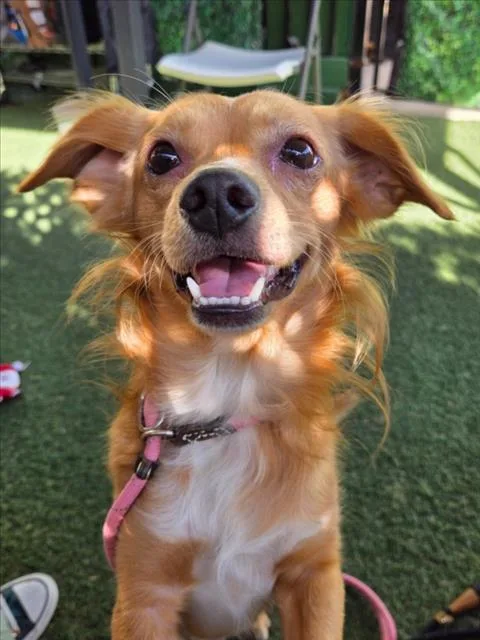 An adult small-sized male Dachshund dog named Clarke for adoption in Woodland, CA