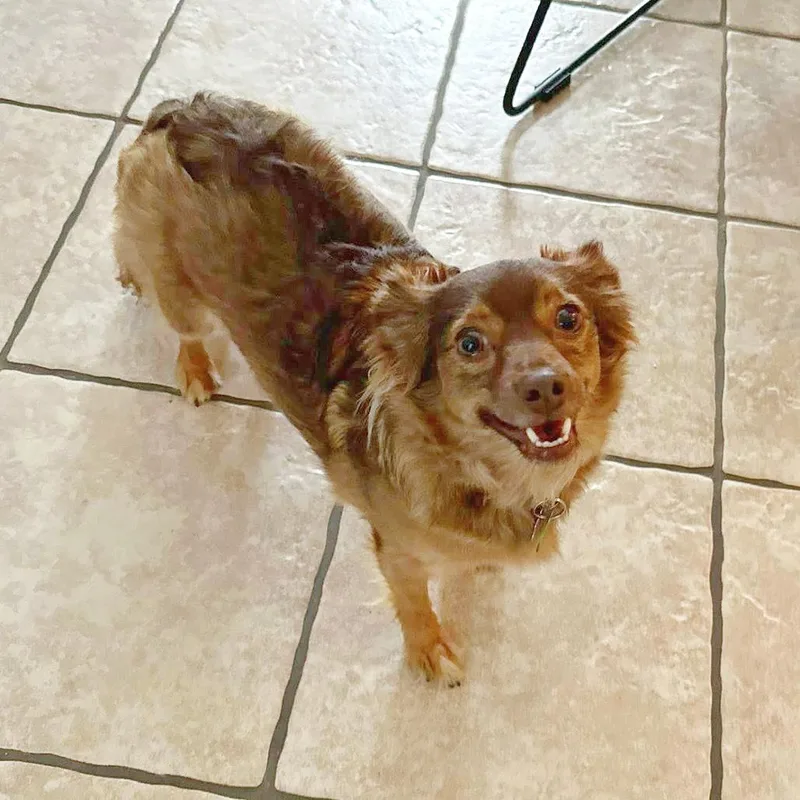 An adult small-sized female Yellow / Tan / Blond / Fawn Chihuahua dog named Ophelia for adoption in Flower Mound, TX
