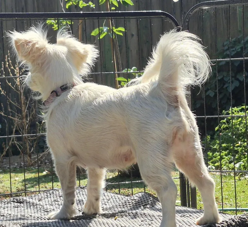 A young small-sized female Papillon dog named Olympia Gold for adoption in Long Beach, CA