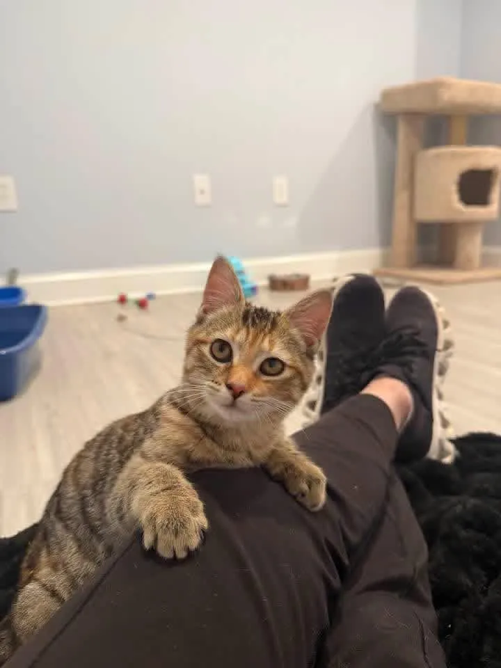 Starlina thumbnail 2