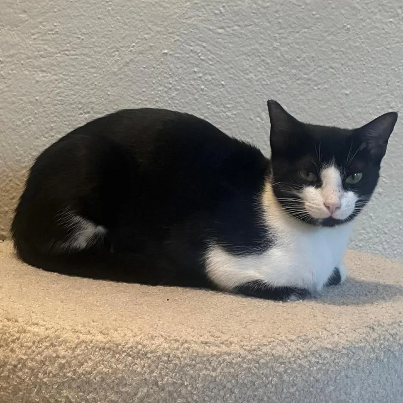 An adult medium-sized female Black Domestic Short Hair cat named Kiwi for adoption in Austin, TX