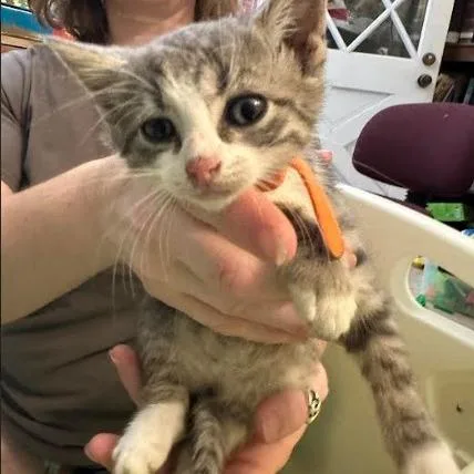 A baby small-sized female Gray / Blue / Silver Domestic Short Hair cat named Jackie for adoption in Webster, TX