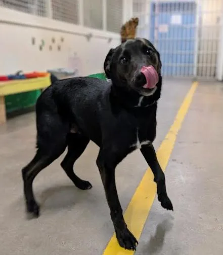 Onyx
