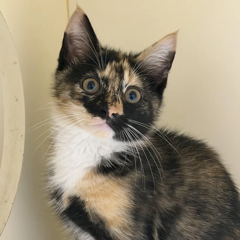A baby small-sized female Tortoiseshell Domestic Short Hair cat named Liberty for adoption in Cooperstown, NY