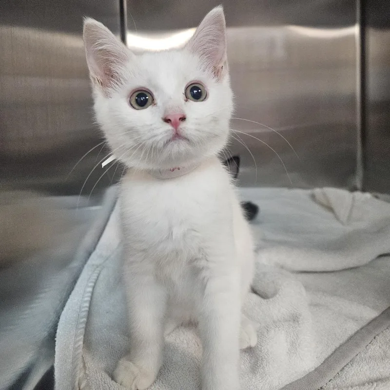 A baby small-sized male White Persian cat named Jinu for adoption in Tacoma, WA