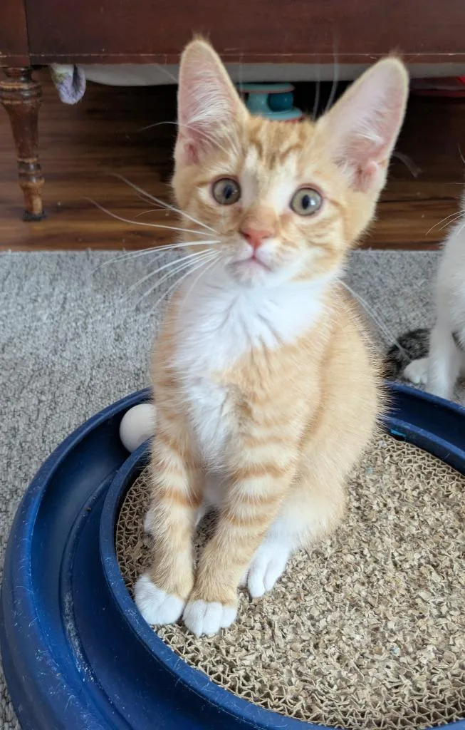 A baby medium-sized male Domestic Short Hair cat named Teo for adoption in Youngsville, NC