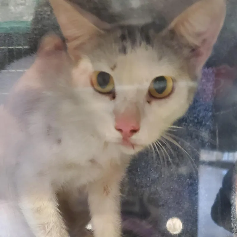 A young medium-sized male White Domestic Short Hair cat named Elmer for adoption in Lake Jackson, TX