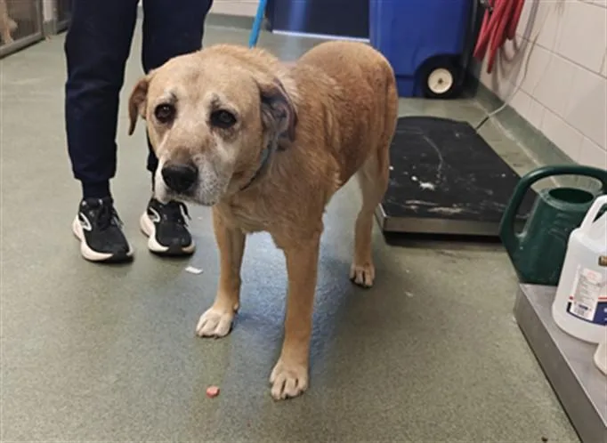 A senior large-sized female Mixed Breed dog named Miss Meadows for adoption in Santa Fe, NM