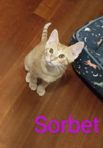 A baby medium-sized male Tabby (Orange / Red) Tabby cat named Sorbet for adoption in Waynesboro, VA