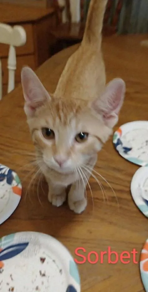 Sorbet thumbnail 2