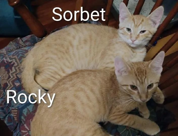 Sorbet thumbnail 4