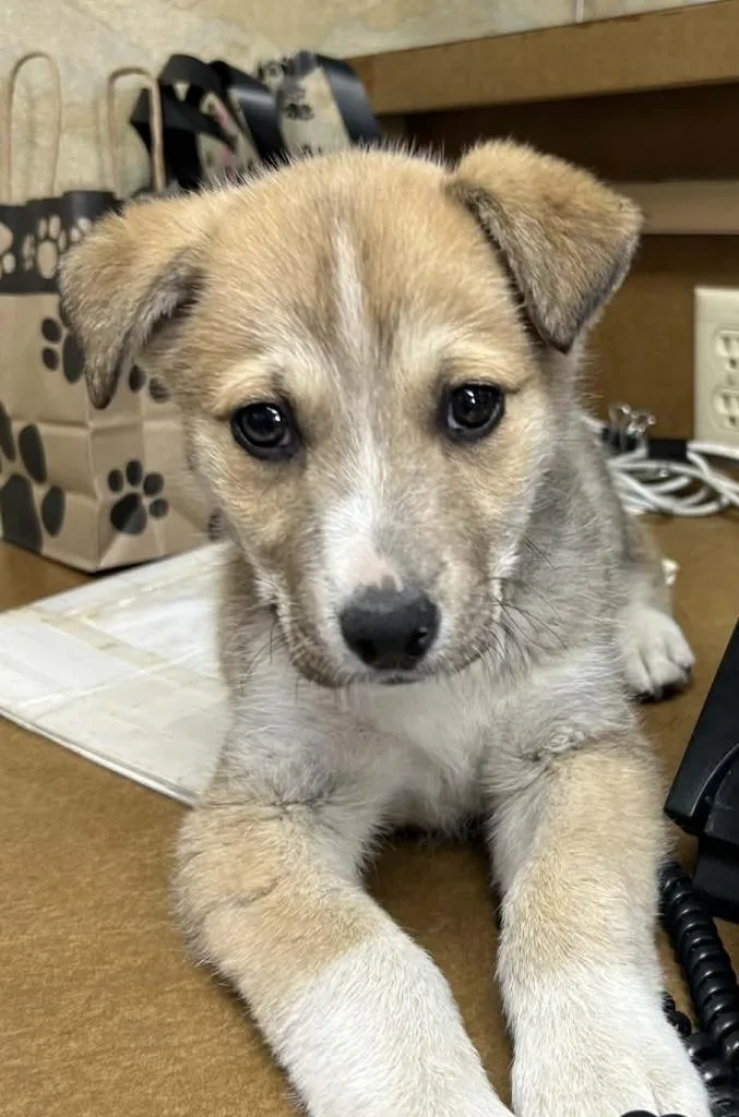 A baby medium-sized male Yellow / Tan / Blond / Fawn Shepherd dog named Hugo for adoption in Longmont, CO