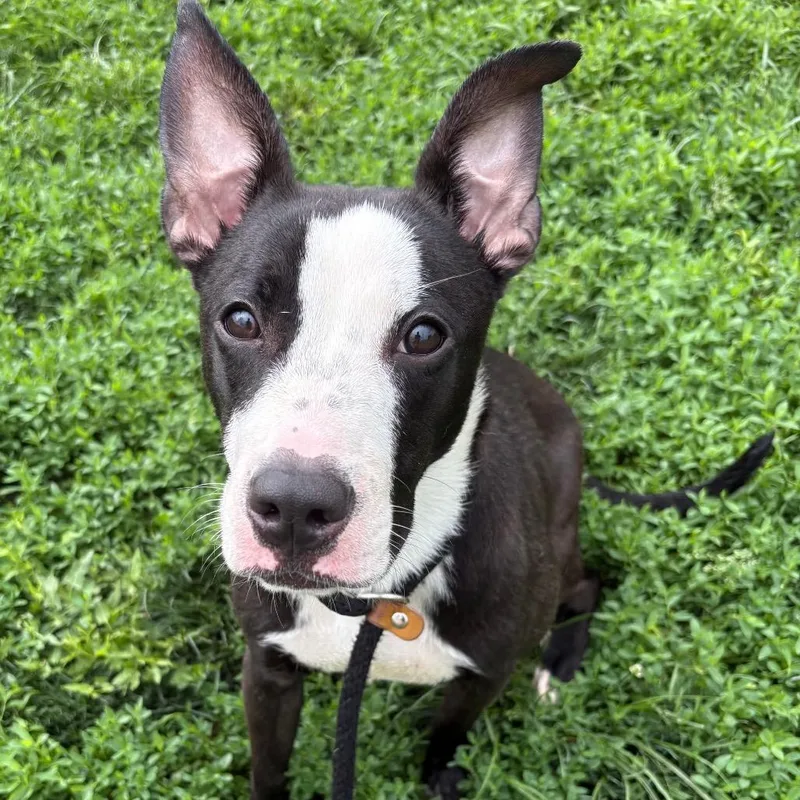 A young medium-sized female Black Mixed Breed dog named Veda for adoption in St Joseph, MO