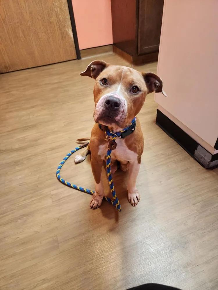 Honey Bee thumbnail 3