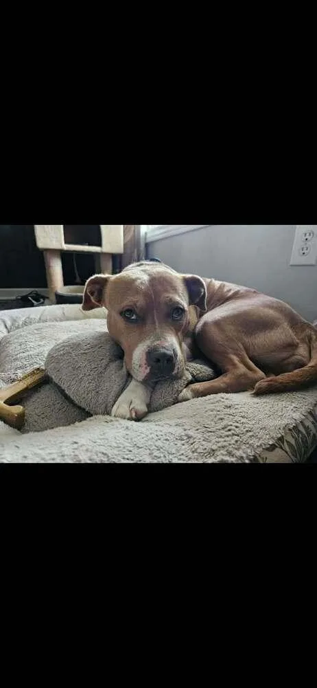 Honey Bee thumbnail 4