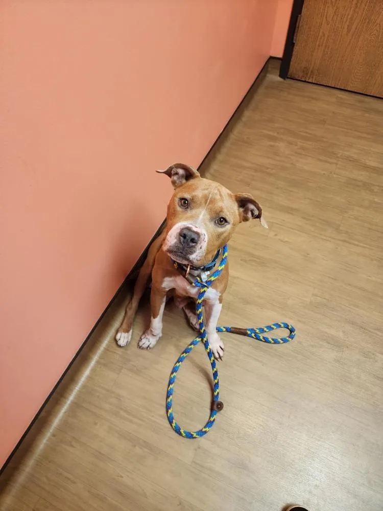 Honey Bee thumbnail 5