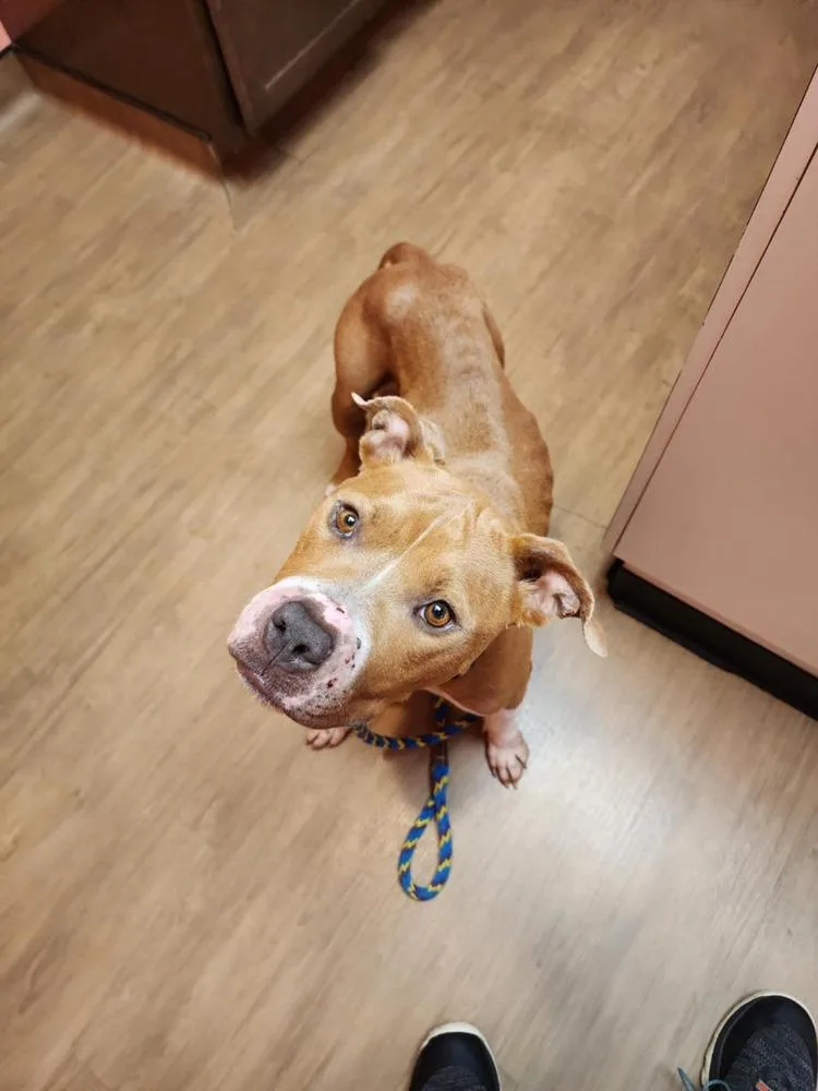 Honey Bee thumbnail 6