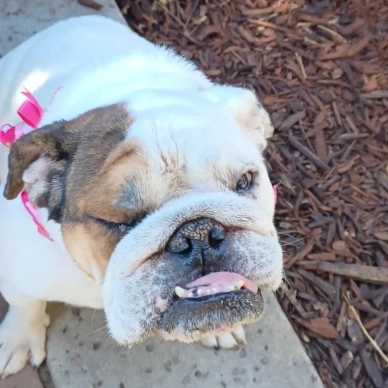 An adult medium-sized female Bulldog dog named Lady Marmalai for adoption