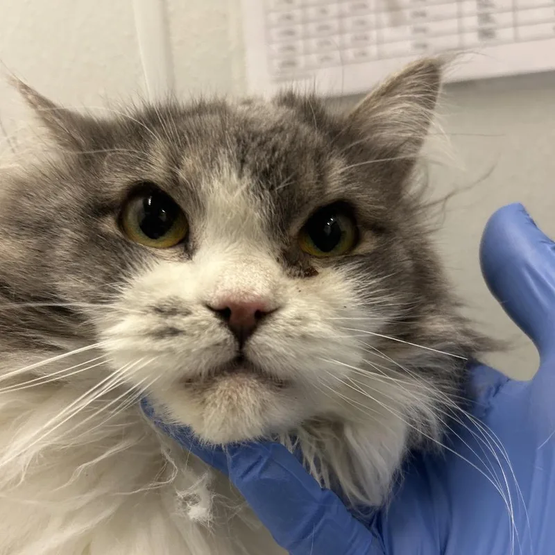 An adult medium-sized female Lilac Point Domestic Long Hair cat named Star Fruit for adoption in Park City, UT