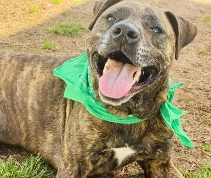 An adult large-sized male Mixed Breed dog named Paw Paw $ for adoption in Seneca, SC