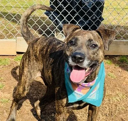 Paw Paw $ thumbnail 2