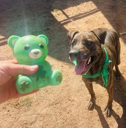 Paw Paw $ thumbnail 3