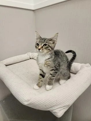 A baby small-sized male Domestic Short Hair cat named Jarvis for adoption in Fergus Falls, MN