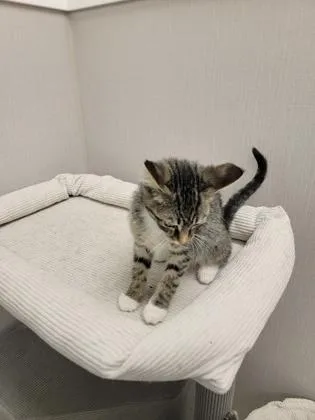 Jarvis thumbnail 2