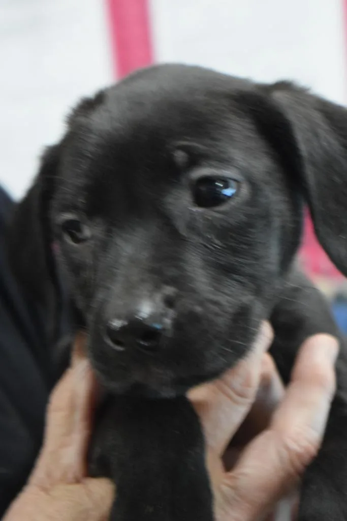 A baby medium-sized female Labrador Retriever dog named Faya for adoption in Pahrump, NV