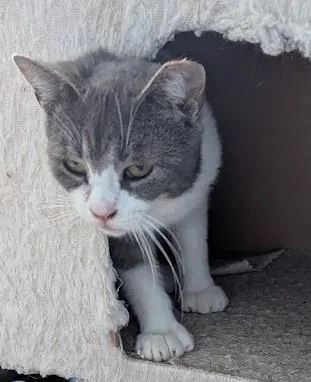 A young medium-sized female Gray & White Domestic Short Hair cat named Macey for adoption in Colmar, PA