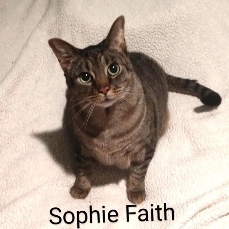 Sophie Faith thumbnail 4