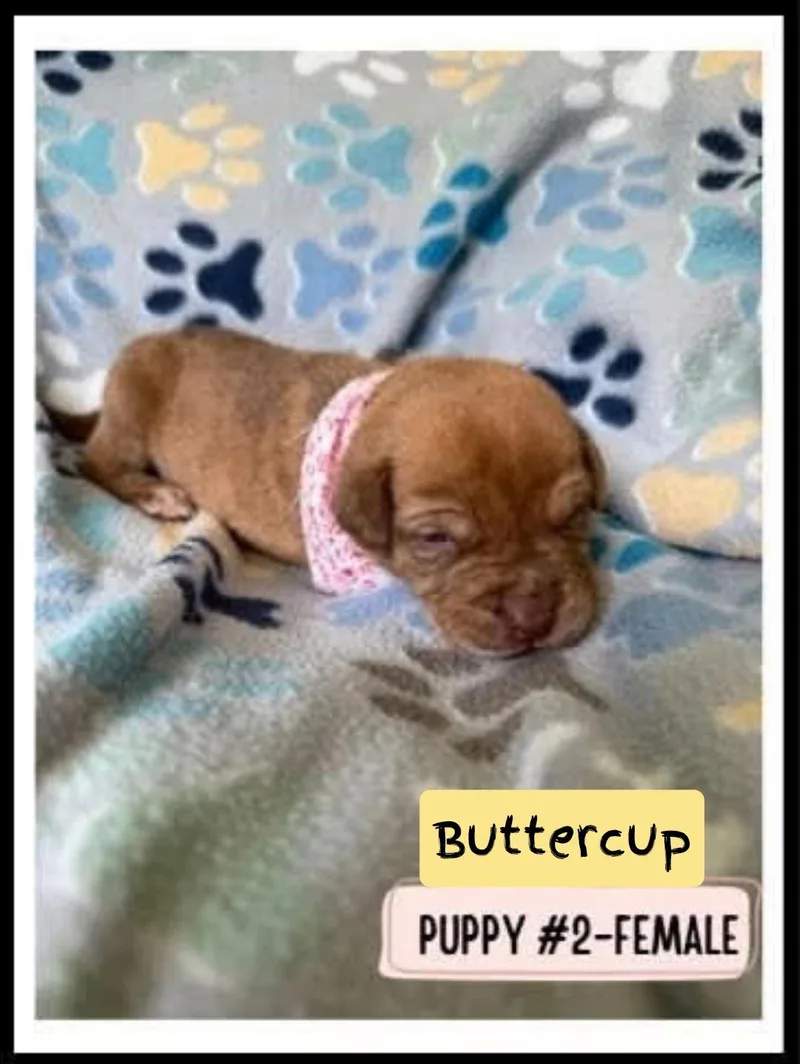 A baby medium-sized female Pit Bull Terrier dog named Buttercup for adoption in Plano, TX