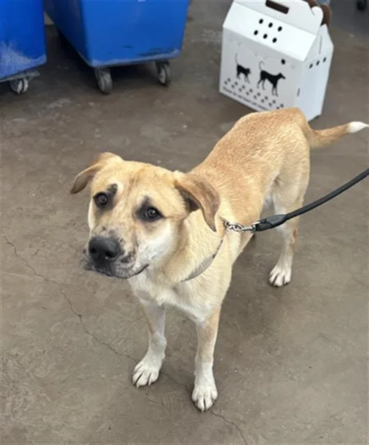 An adult large-sized male Mixed Breed dog named Bruce for adoption in Dallas, TX