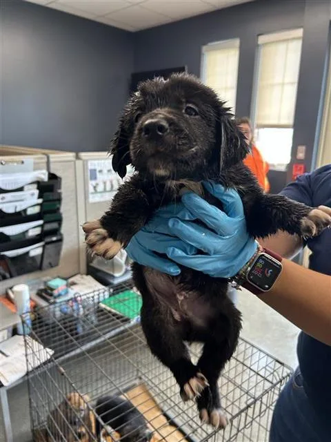 A baby small-sized male Great Pyrenees dog named Frank for adoption in San Antonio, TX