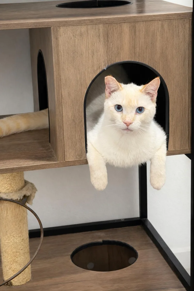 A young small-sized male Domestic Short Hair cat named Flame for adoption in Rio Linda, CA