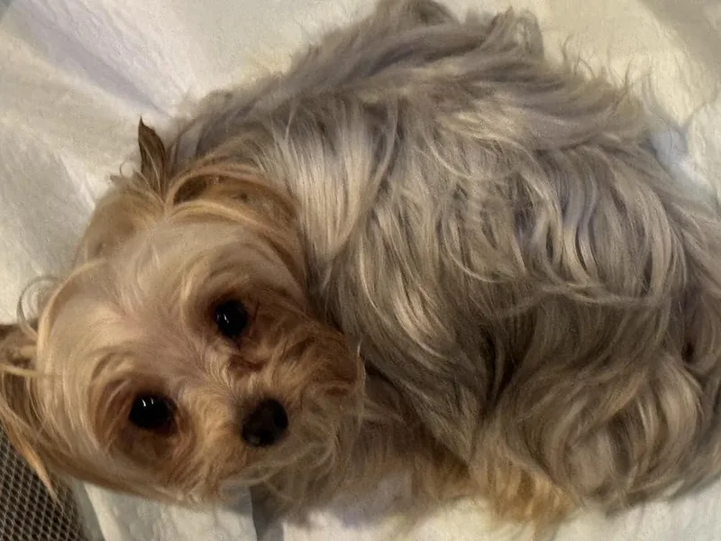 Yorkie  Breyer thumbnail 2