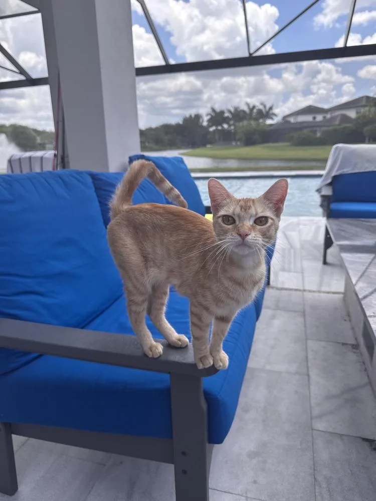 An adult medium-sized female Tabby (Orange / Red) Domestic Short Hair cat named Miss Laura for adoption in Wellington, FL